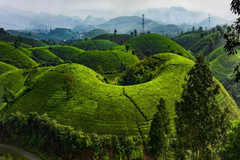 Đồi chè Long Cốc