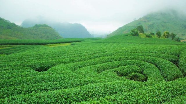 Đồi chè ở Mộc Châu