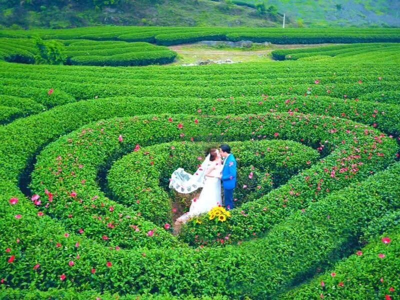 Đồi chè trái tim Đài Loan