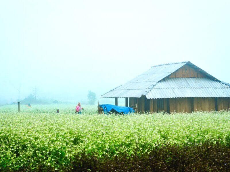 Đồng hoa cả trắng ở đồi chè trái tim Ô Long Mộc Sương
