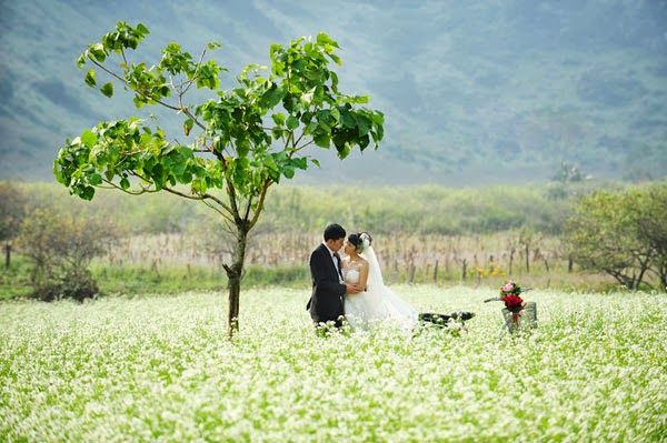 Đồi hoa cải trắng  - nơi mang đến cho bạn những bức ảnh tuyệt vời nhất