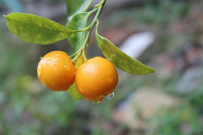 Dùng quả quất