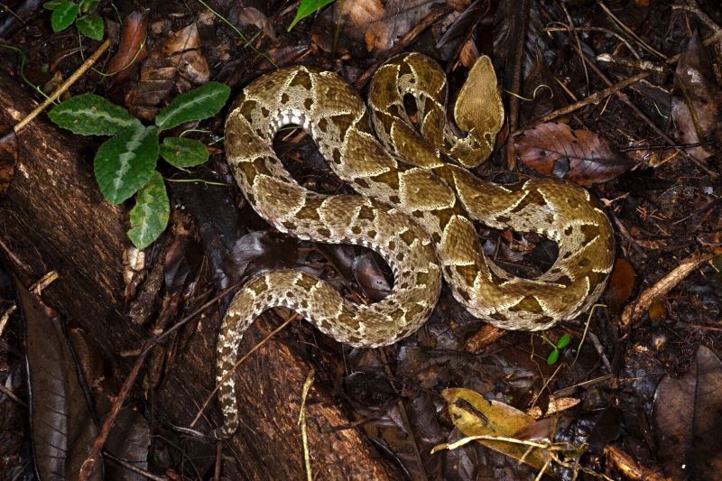 Rắn Fer-de-lance