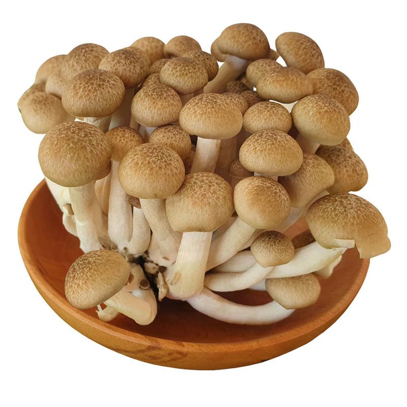 Gà xào nấm linh chi