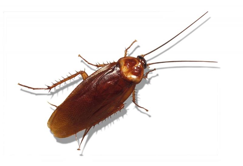 Loài gián Mỹ (Periplaneta americana) có mặt trên khắp thế giới.