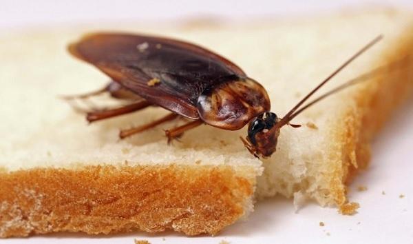 Gián tìm được món bánh mì khoái khẩu.