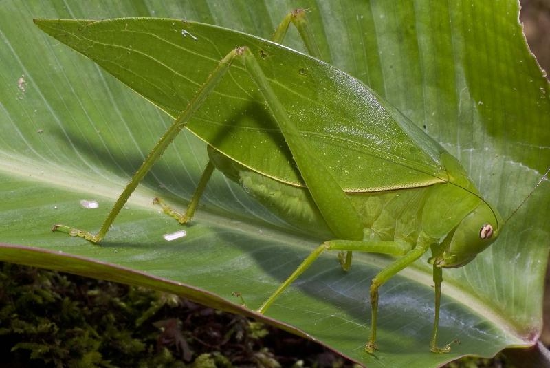 Giant Long-Legged Katydids