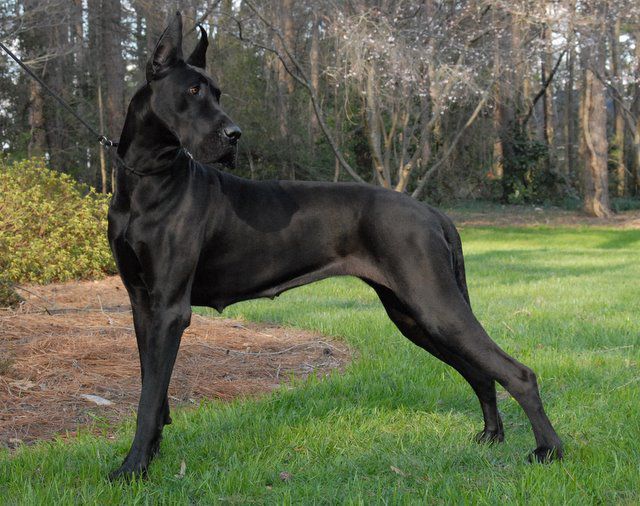 Great Dane (Chó ngao Đức)