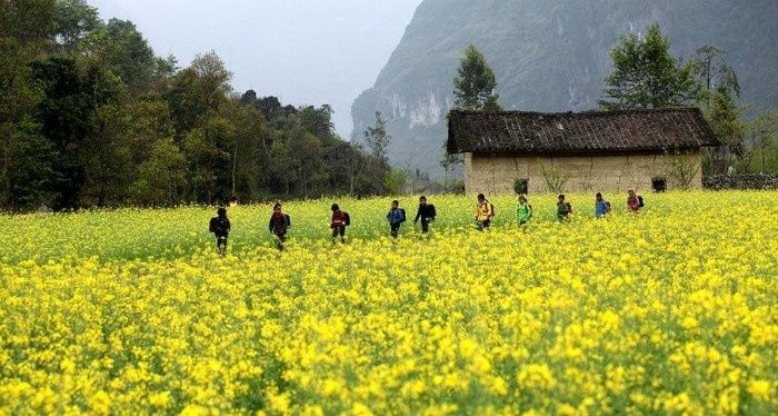 Cánh đồng hoa cải vàng - Ảnh Sưu tầm