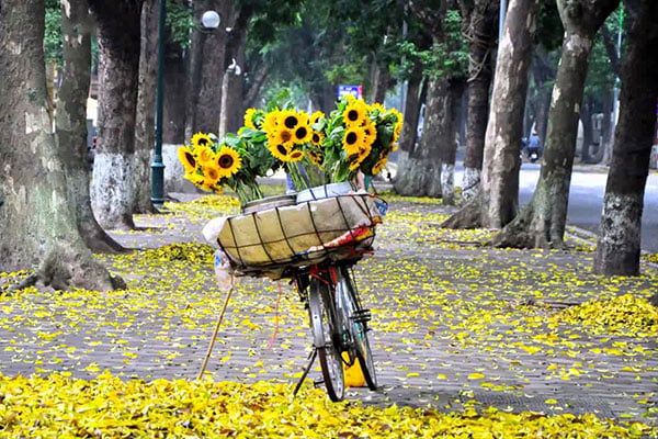 Giữa hai hàng cây