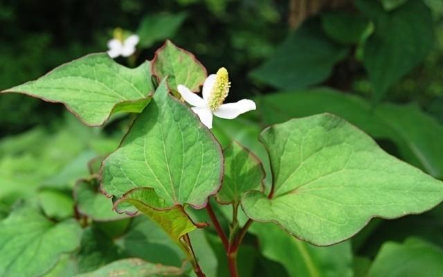Rau diếp cá giúp hạ sốt