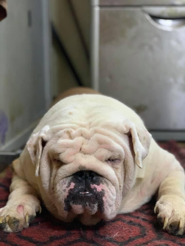 Hải Tân Mai Kennel
