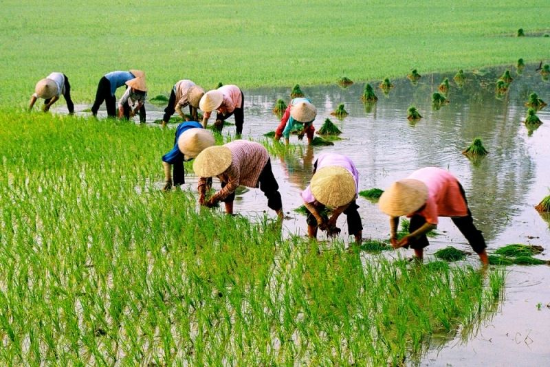 Hình ảnh người nông dân cấy lúa