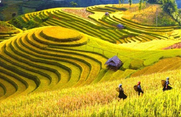 Hình ảnh ruộng bậc thang lúa chín vàng