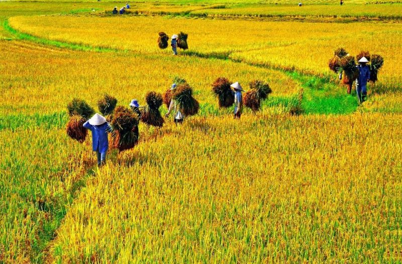 Hình ảnh vào mùa gặt lúa