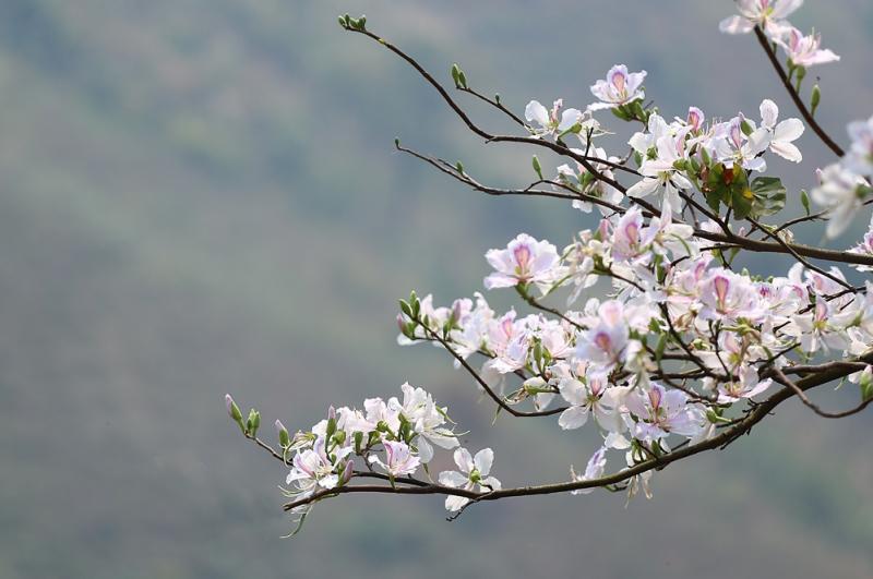 Phố núi và em