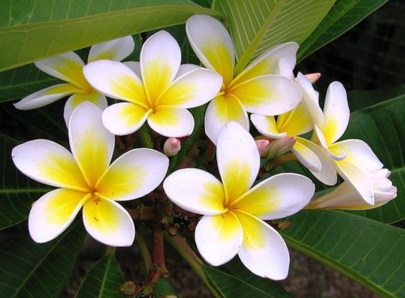 Hoa Chămpa (hoa sứ) – loài hoa thanh khiết và gần gũi với đời sống