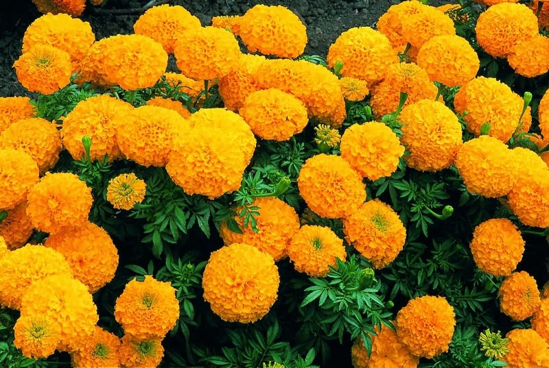 Hoa Cúc Vạn Thọ