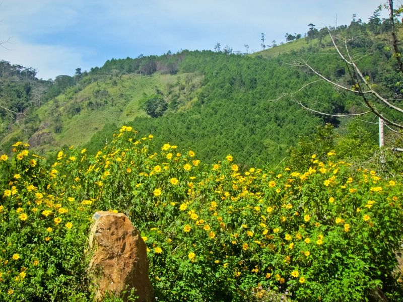 Hoa dã quỳ Đà Lạt