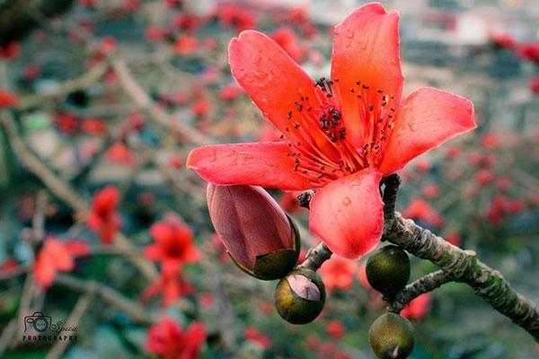 Mùa hoa gạo vẽ lên trời sắc đỏ