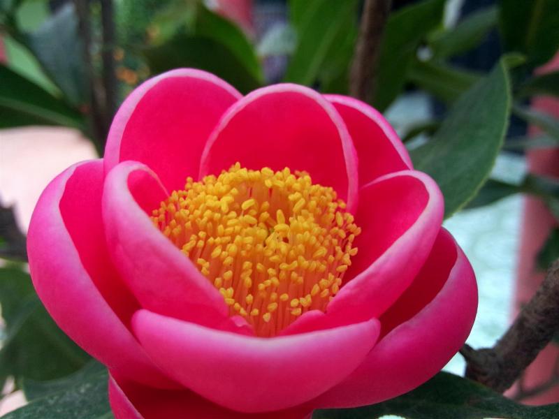 Hoa Hải Đường