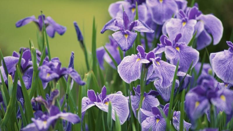 Hoa Iris - Quốc hoa của Pháp