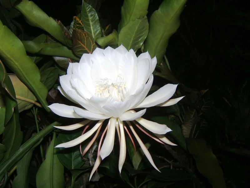 Hoa Kadupul