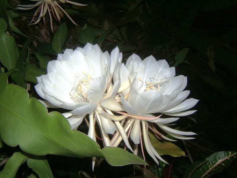Hoa Kadupul
