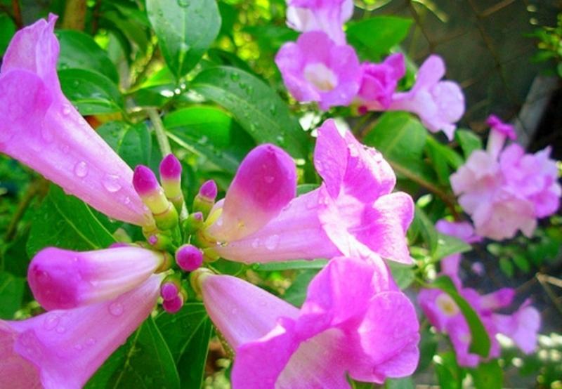 Hoa lan tỏi