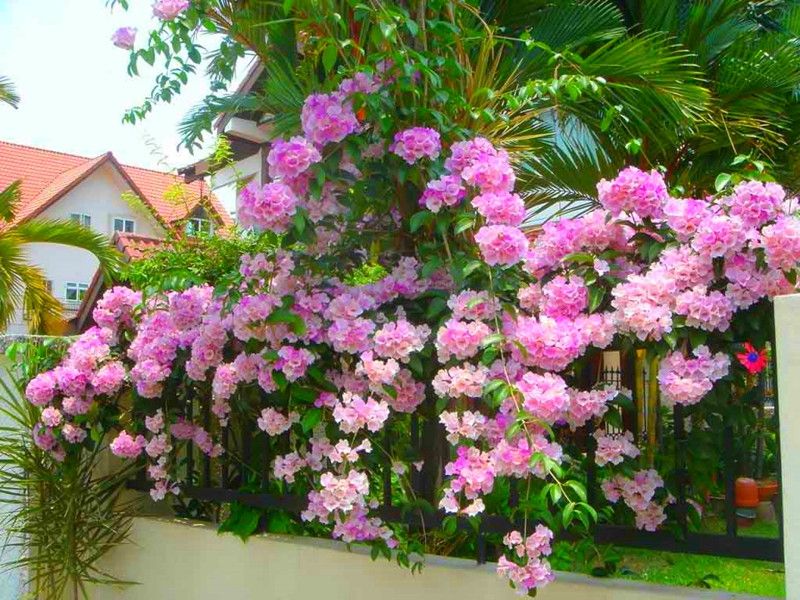 Hoa lan tỏi