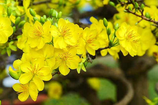 Hoa mai tượng trưng cho sự cao quí