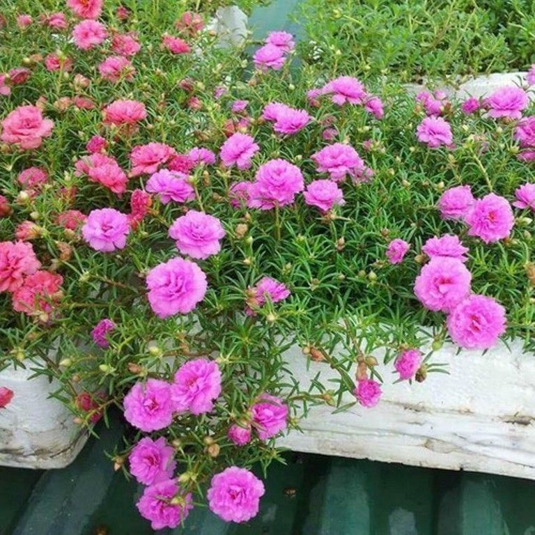 Hoa mười giờ