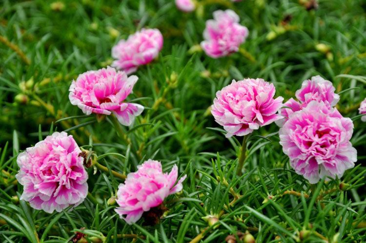 Sự tích hoa Mười Giờ