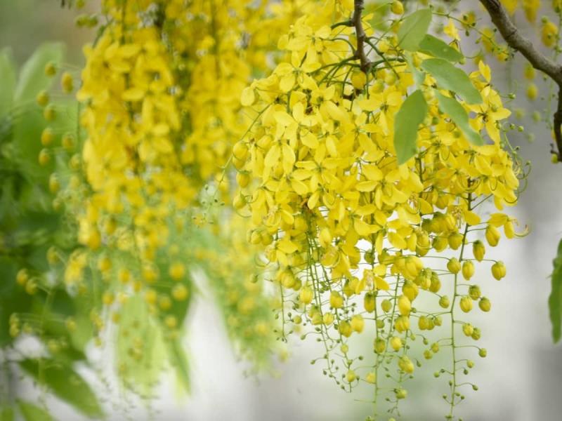 Muồng hoàng yến