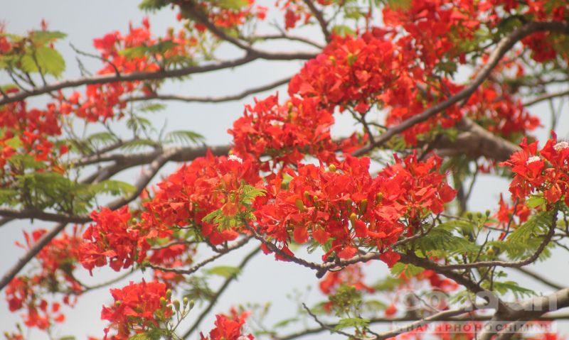 Hoa Phượng đỏ