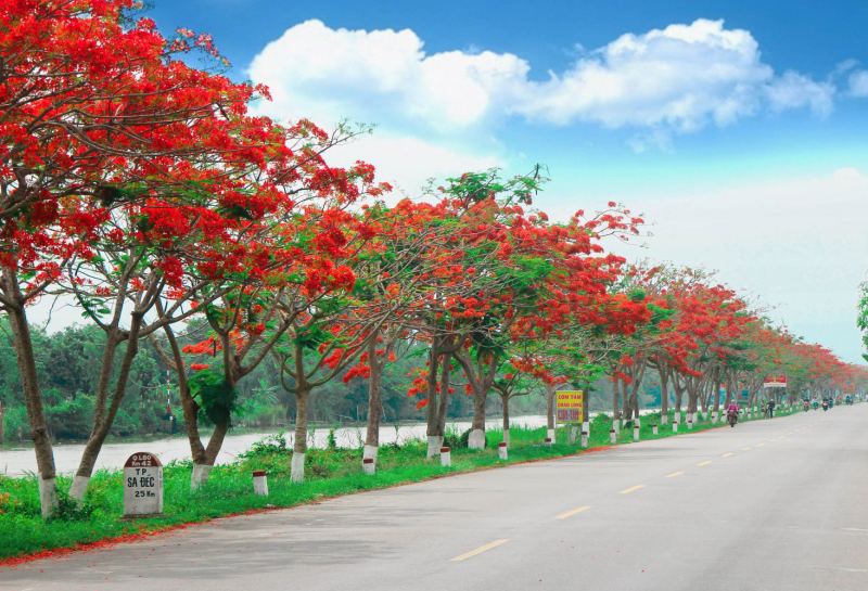 Hoa phượng