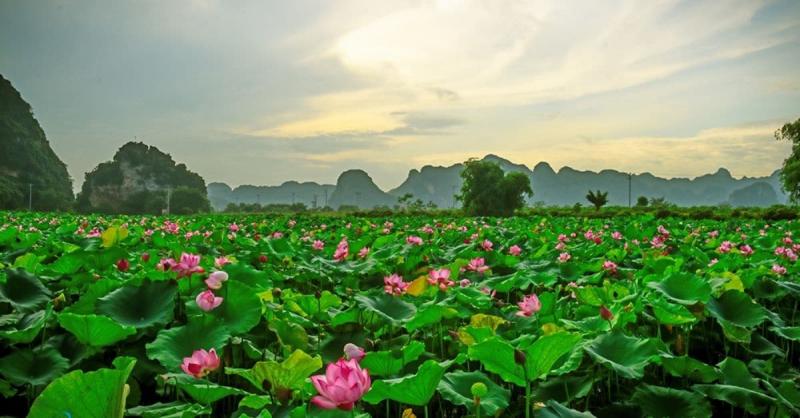 Hoa sen Đồng Tháp Mười