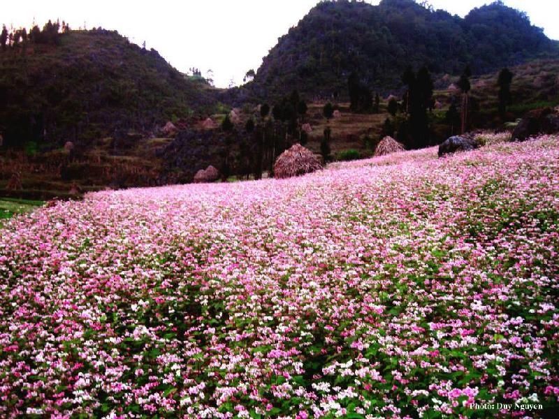 Hoa tam giác mạch Hà Giang