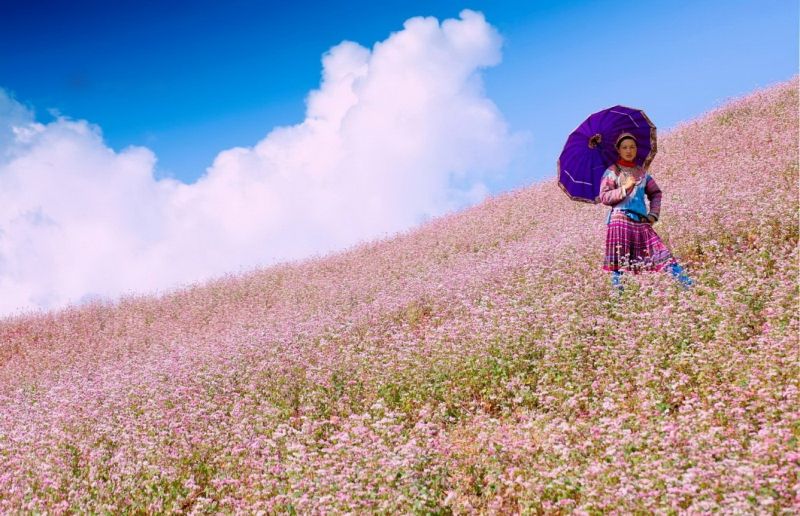 Lên Hà Giang ngắm hoa tam giác mạch