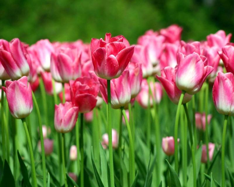Hoa tulip