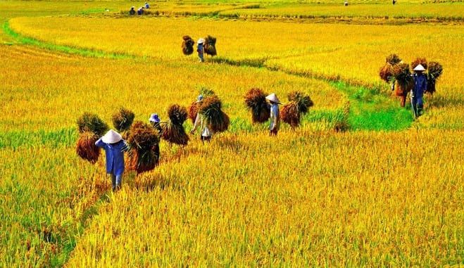Hồn quê