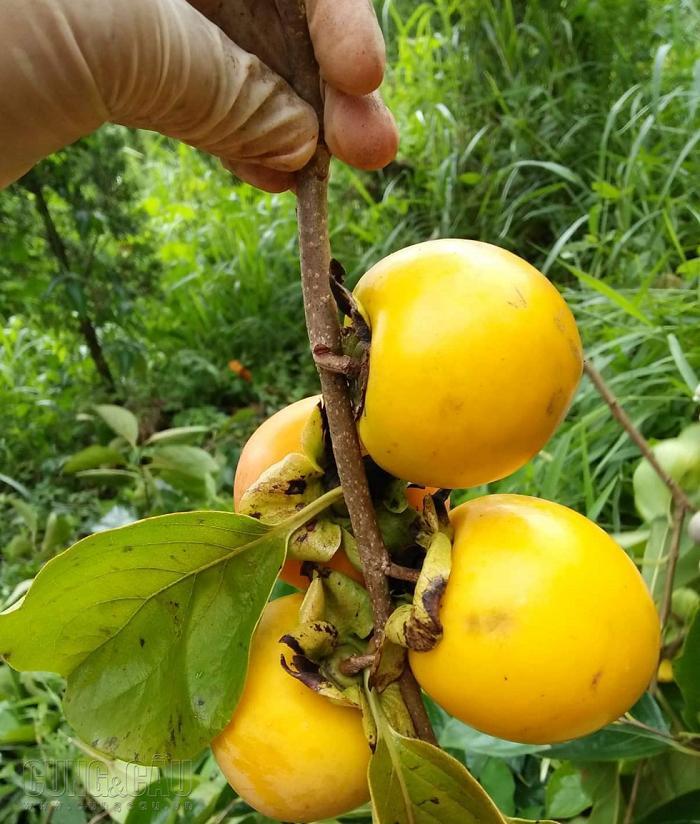 Hồng giòn Đà lạt
