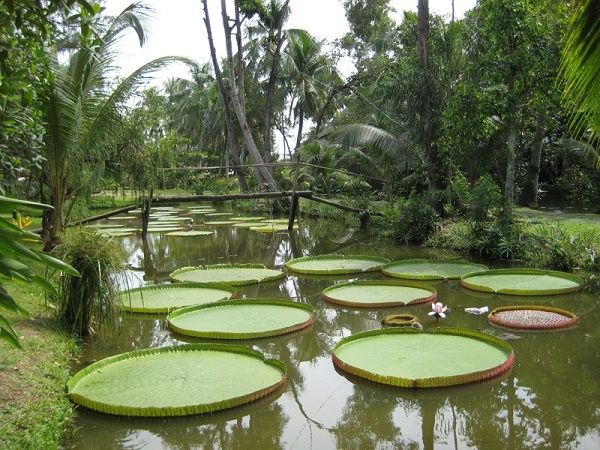 Khu du lịch Nhà vườn Thảo Nguyên