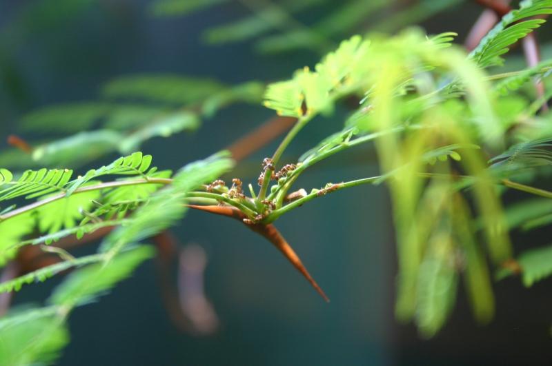 Kiến Bullhorn Acacia