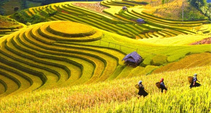 Mù Cang Chải mùa lúa chín