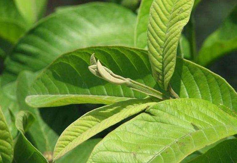 Lá ổi