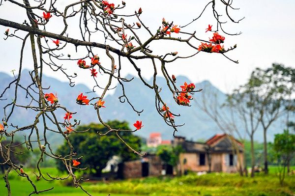 Là tôi nhớ cây gạo làng…