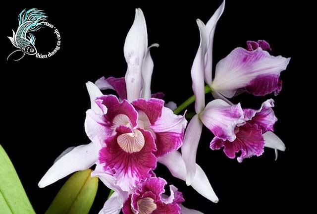 Vẻ đẹp kiêu sa của Lan Cattleya