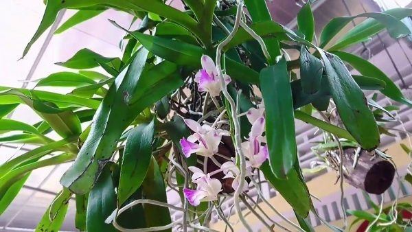 Lan Giáng hương Tam Bảo Sắc