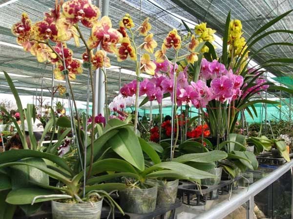 Các giống Lan Hồ Điệp